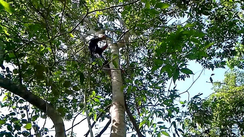 Memanjat Pohon Jengkol, Sangat "Laki" dan Beresiko