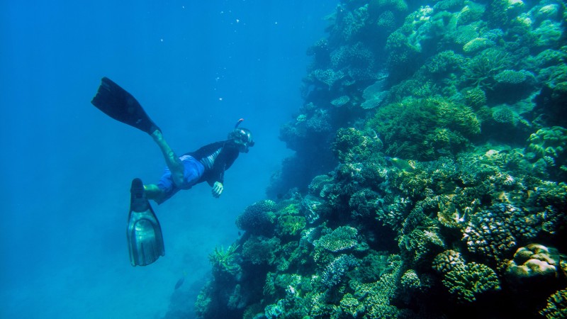 National Geographic Membawa Lumia 950 dan 950 XL Menjelajah The Great Barier Reef
