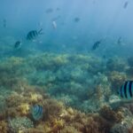 National Geographic Membawa Lumia 950 dan 950 XL Menjelajah The Great Barier Reef