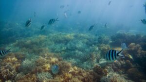 National Geographic Membawa Lumia 950 dan 950 XL Menjelajah The Great Barier Reef