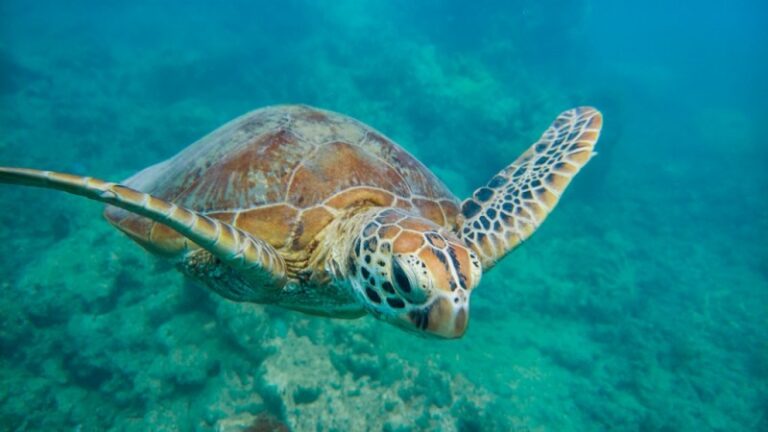 Sea Turtle