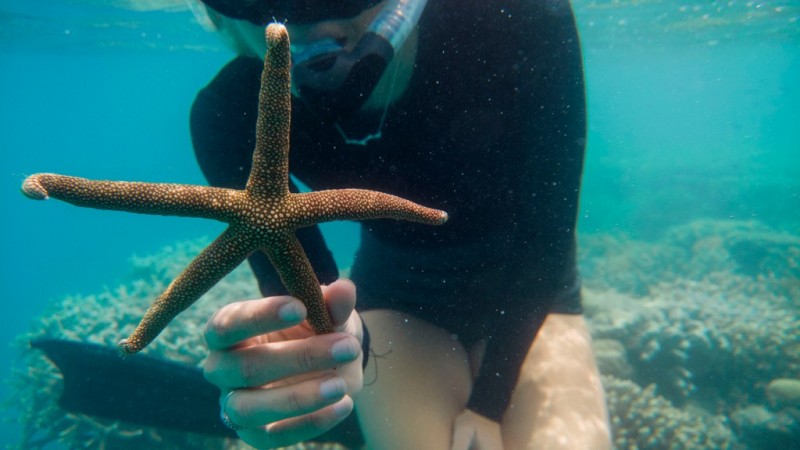 Starfish