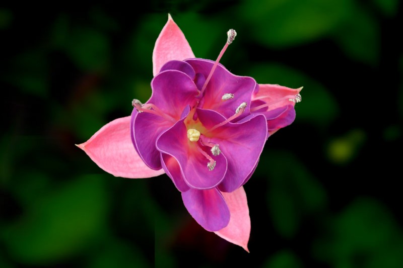  OS Baru Buatan Google untuk Bersaing dengan Windows  Fuchsia: OS Baru Buatan Google untuk Bersaing dengan Windows 10?