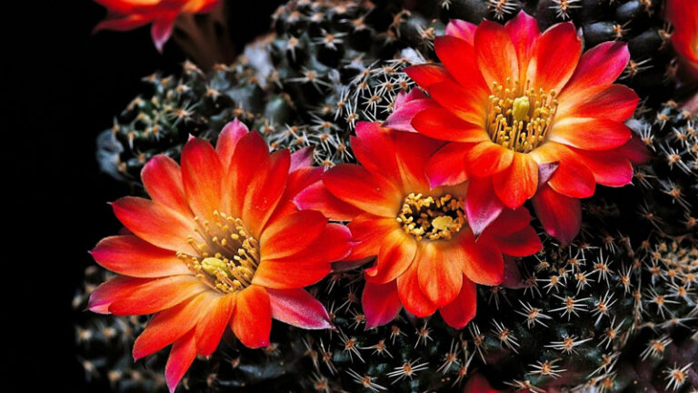 Microsoft Rilis Tema “Cactus Flower”, Ayo Download! WinPoin